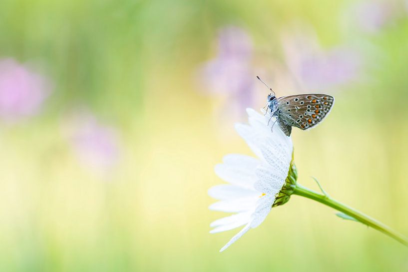 Schmetterling (heideblau) im Tau von Francis Dost