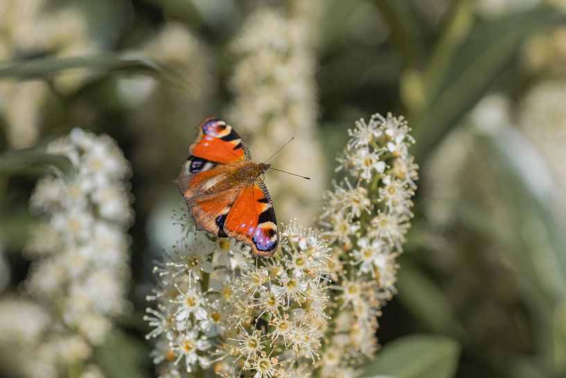 Day peacock by Tessa in Focus
