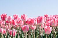 "Spring Promise: The Pink Tulip Beauty of North Holland"