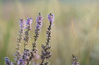 Heather in morning dew