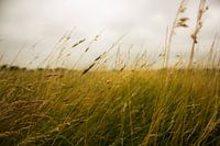 Zomer in het weiland