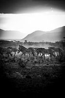 Herd of zebras in black and white