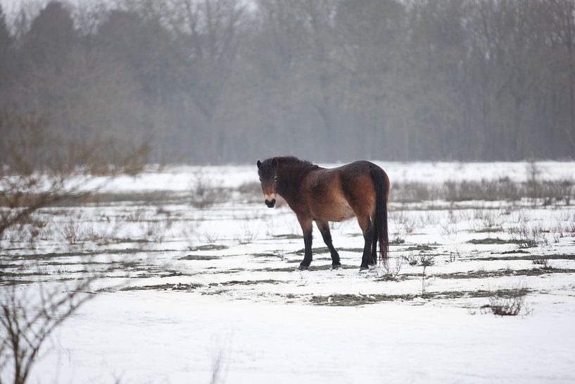 Exmoor-Pony von Special Moments MvL