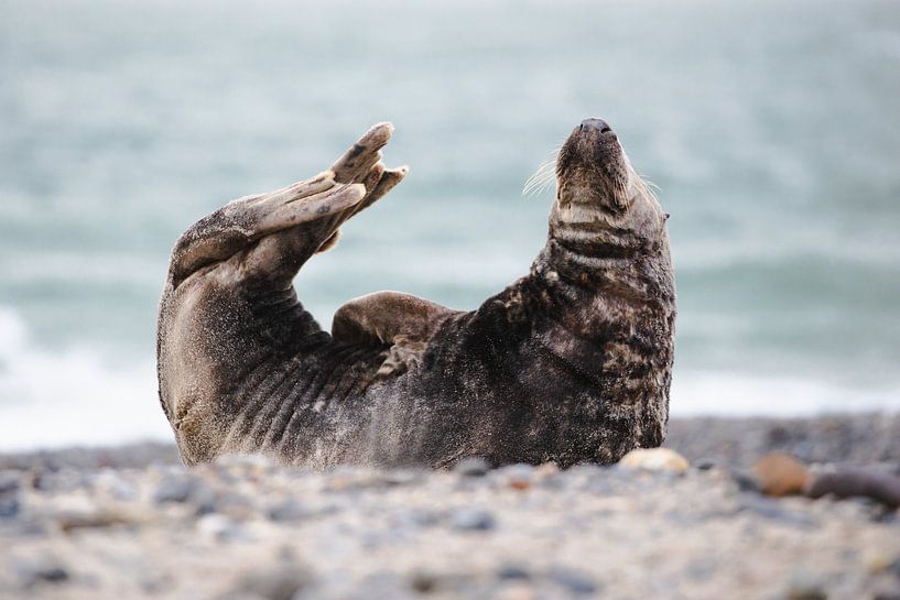 pose of the cone seal by mirka koot
