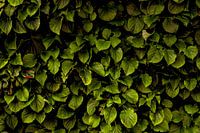 Hydrangea petiolaris