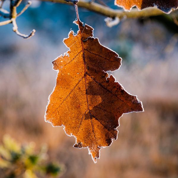 Le choc des saisons par Tvurk Photography