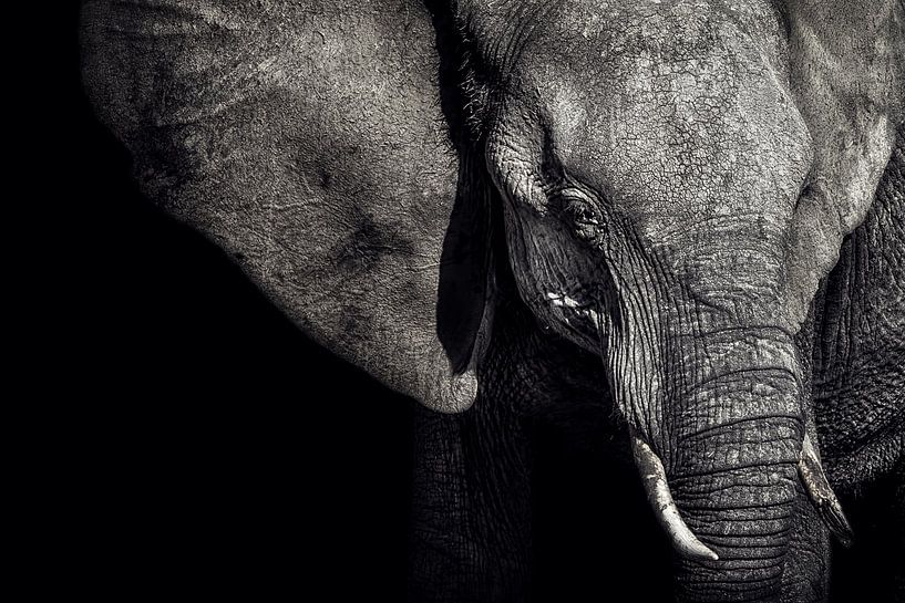 La matriarche par Piet Flour