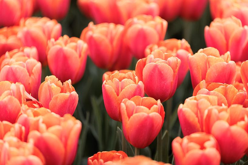 Tulipes roses par Marjan Schmit Visser