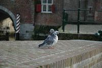 loving pigeons