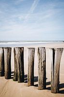 Foto von Holzpfählen am Strand von Schoorl | sonnige Küste in den Niederlanden