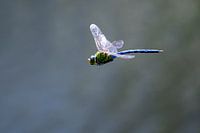 Keizer libelle in de vlucht