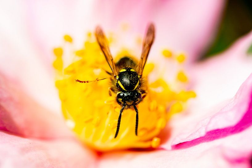 Wesp by Adriaan Westra