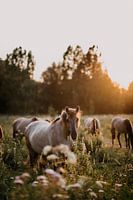 Cheval Konik dans une réserve naturelle au coucher du soleil | tirage photo |