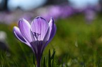 Crocus op een lente dag