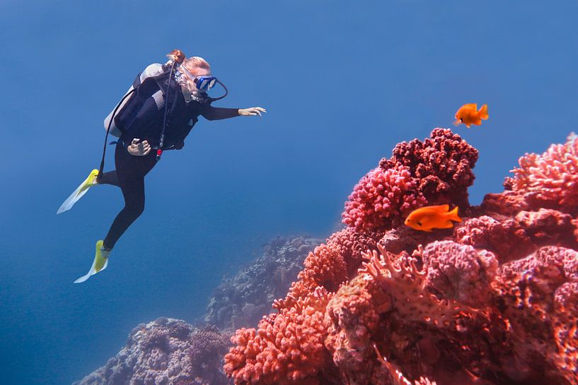 Young Dutch woman dives in blue sea near coral reefs and orange fish by Ben Schonewille
