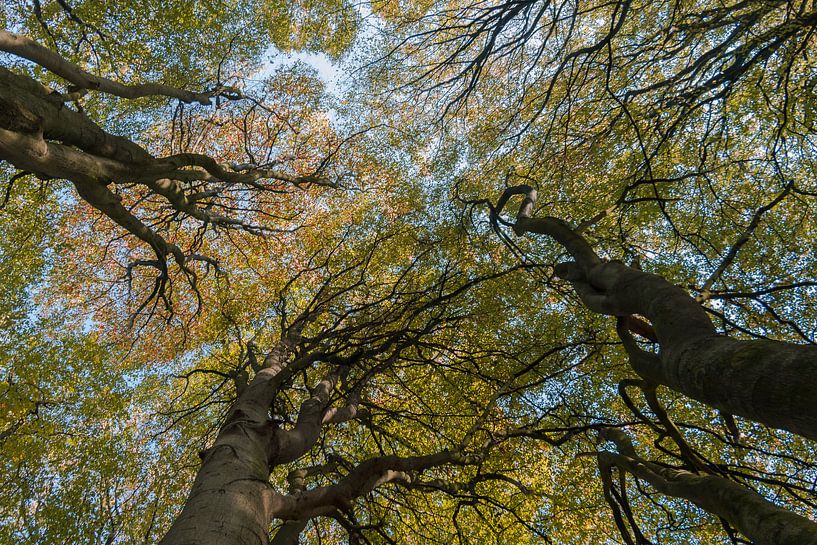 Herbstbuche von jowan iven