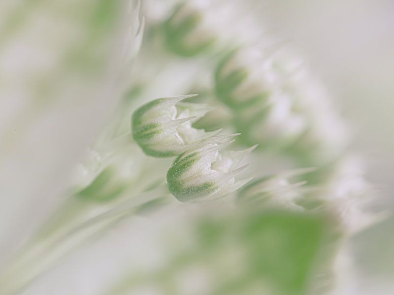 Pastellweiß und grün: Die winzigen Blüten im Herzen einer Astrantia major von Marjolijn van den Berg