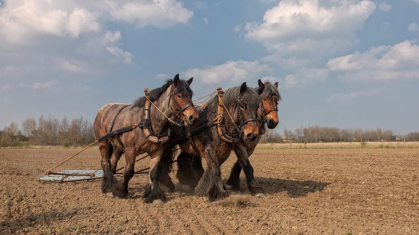 Trekpaarden voorjaarswerkzaamheden by Bram van Broekhoven