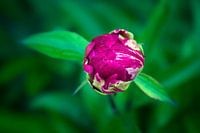 Chinesische Rosenknospe