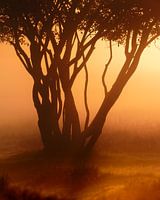 Lever de soleil brumeux