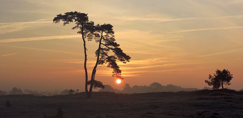 Die kahlen Dünen von Hielke Roelevink