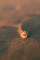 Muschel, aus der Nähe