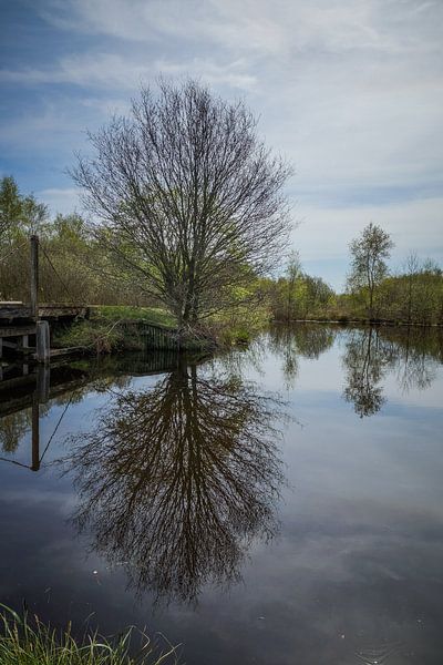 Arbre à miroirs par Wolbert Erich