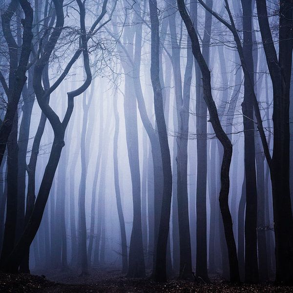 Shape synergy by Tvurk Photography