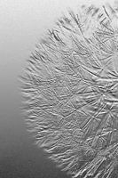 silver dandelion