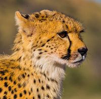 So schnell wie ein Cheeta