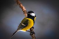 kleine Meise auf einem Ast