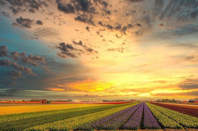 Blumenzwiebelfelder in Nordholland von Watze D. de Haan