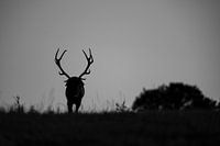 Die Dämmerung der Hirsche