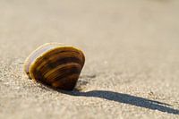 a shell and its shadow