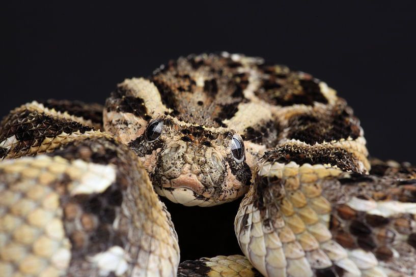Gewöhnliche Puffotter (Bitis arietans) von Ronald Pol