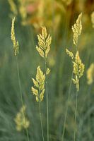 Gräser. Makrofotografie