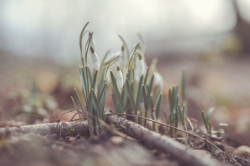 flowers part 245 by Tania Perneel