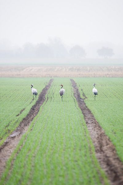 Grues à Diepholz par Danny Slijfer Natuurfotografie