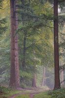 Die 2 im Sprieldel- und Speulderwald