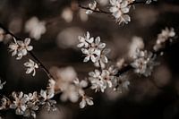 Blüte 10 - Isis Sturtewagen