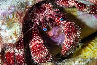 La couleur ne peut être plus riche.