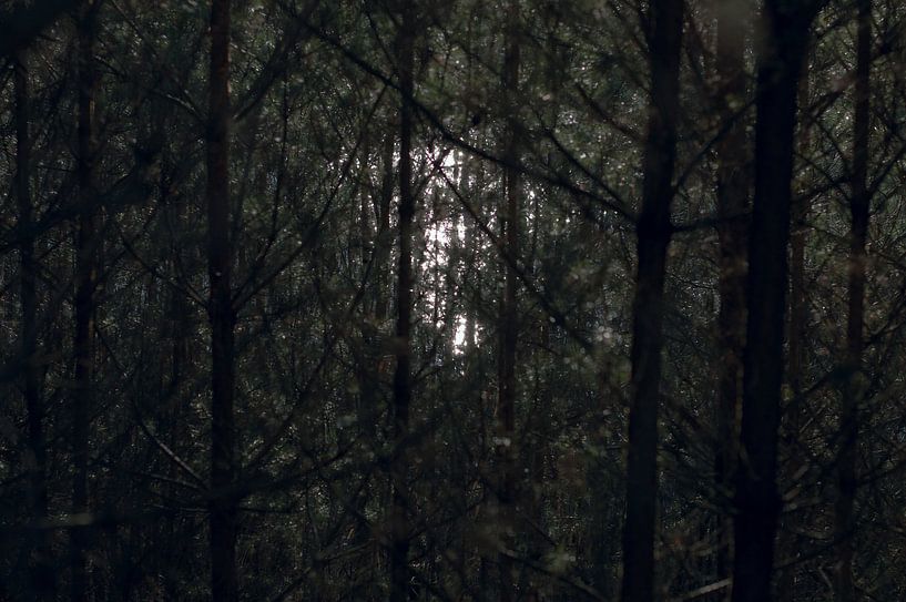 Pilz von True Color Stories