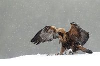 Steenarend (Golden eagle)