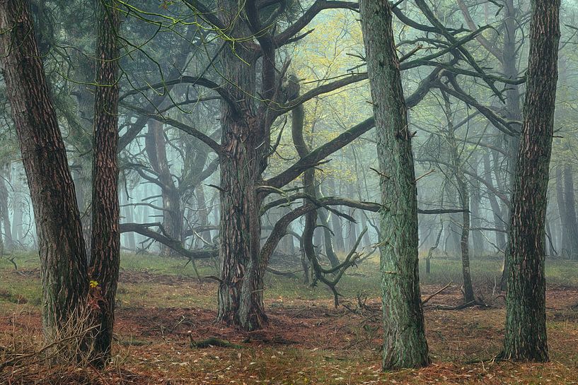 Painterly Pines by Ellen Borggreve