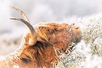 Highlander écossais