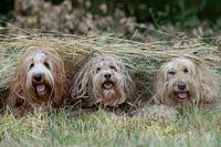 labradoodle, doodle, chien, photo de chien, photographie de chien, chiens, chien