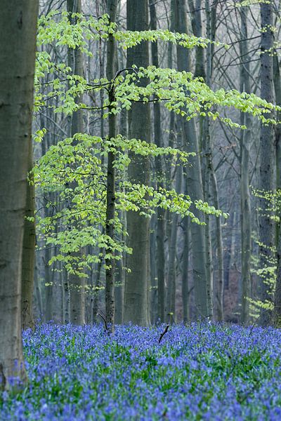 Hallerbos par Menno Schaefer