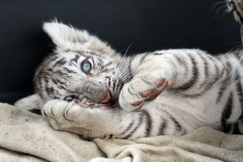 white baby tiger by gea strucks