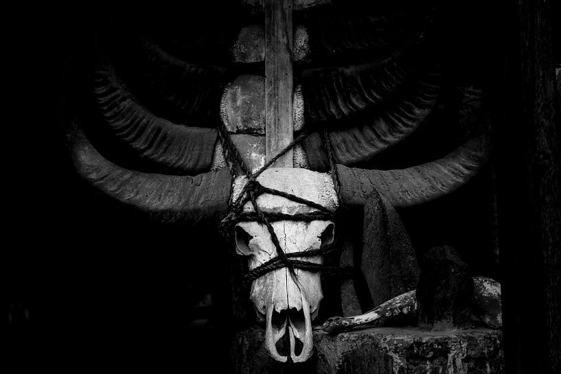 Crâne de buffle par Corrine Ponsen