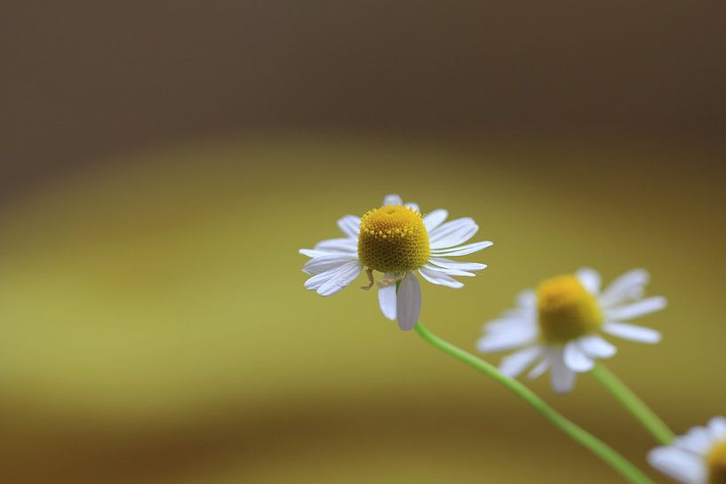 Madelief par Ab Donker